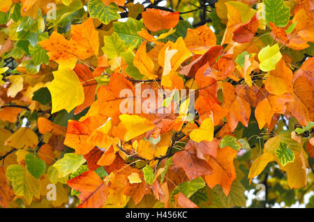 Foglie di autunno, American tulip tree, Foto Stock
