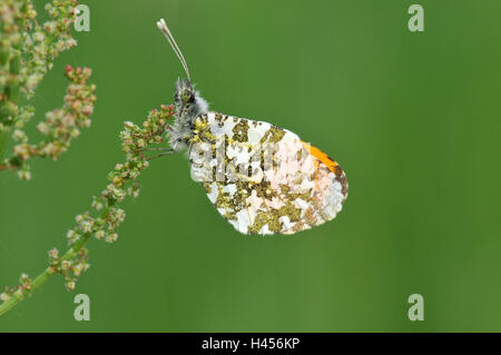 Punta arancione farfalla, maschio, in posizione neutra, Foto Stock