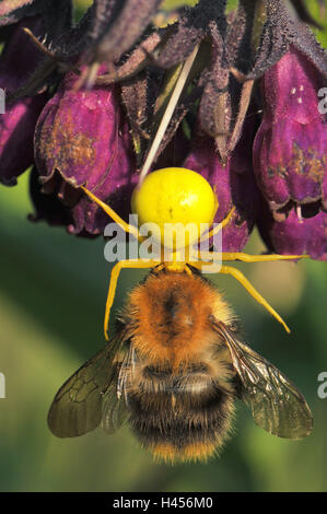 Oro ragno granchio, giallo, femmina con la preda, Bumblebee, blossom, Foto Stock