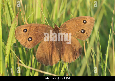 Blue-eyed forest portierato, erba, Foto Stock