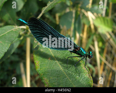 Ala Blu splendore dragonfly, posizione neutrale, foglie, Foto Stock