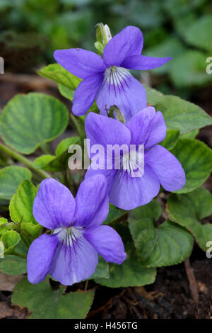Marzo violette, viola odorata, Foto Stock