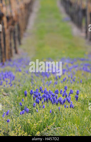 Uva giacinti, Muscari botryoides, Foto Stock