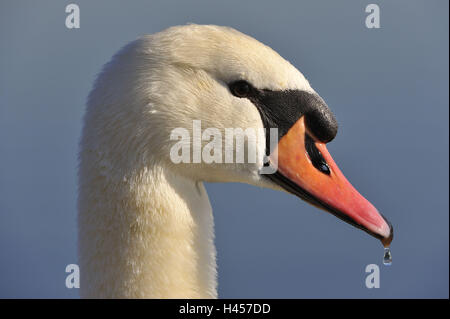 Gobba swan, Cygnus olor, ritratto, Foto Stock