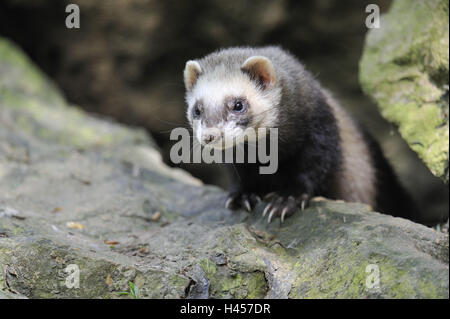 Furetti, Mustela putorius furo, Foto Stock