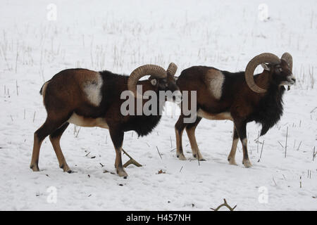 Mufflons, inverno, Ovis aries musimon, Foto Stock