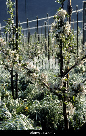 Meli, giovani, lo strato di ghiaccio, Frostberegnung, agricoltura, la coltivazione di frutta, piantagione, piantagione di apple, piantagione di alberi, arbusti, alberi da frutta, alberi, piante coltivate, rami, ramoscelli, apple blossoms, fiorisce, Blossom, il gelo, la protezione contro il gelo, ghiaccio, gelato lo strato protettivo, gelato pioggia, lo strato protettivo, il rivestimento protettivo, protezione, Beregnung, piante, gelato blossoms, Tarassaco, si blocca oltre, gelato saint, gelo notturno, ondata di freddo, la luce del mattino, nessuno, surreally, unsubstantially, Foto Stock