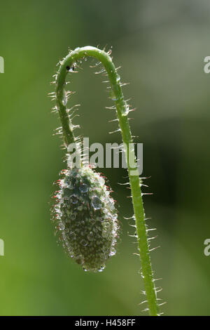 Clap semi di papavero, Papaver rhoeas, Bud, Foto Stock