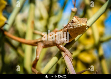 Piccola lucertola seduto su un cactus, rurali Rajasthan, India Foto Stock