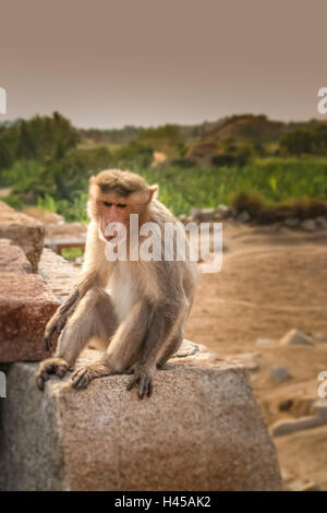 Wild scimmia macaco sulla roccia in Hampi in India Foto Stock