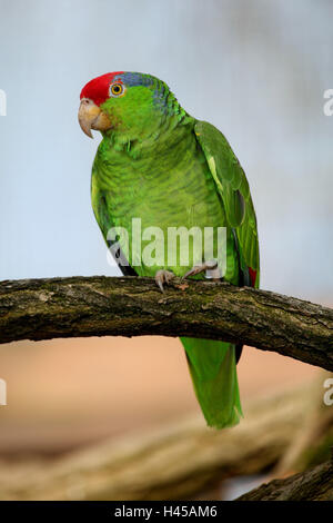 Guancia verde amazzonia, Amazona viridigenalis, diramazione Foto Stock