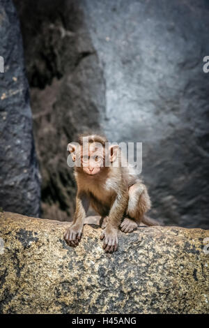 Wild scimmia macaco sulla roccia in Hampi in India Foto Stock