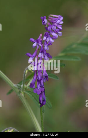 Vogel-Wicke, Vicia cracca, Foto Stock