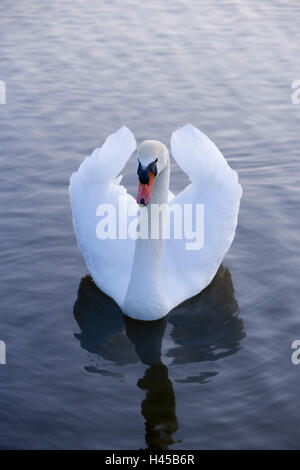 Cunetta, swan lake, luce della sera, Foto Stock