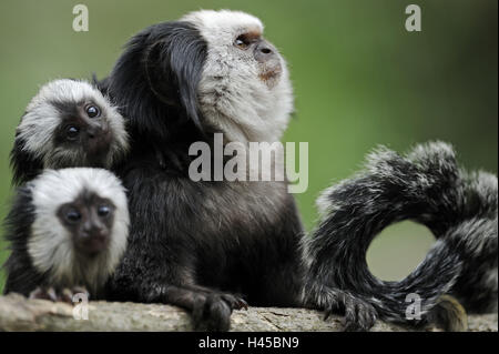 Bianco-capped scimmia, Callithrix geoffroyi, dam, giovani, animale, Foto Stock
