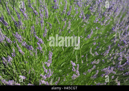 Campo di lavanda, della Francia, in Provenza Sault, Foto Stock