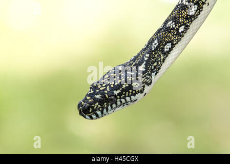 Diamond Python, nativo specie di serpente di Australia Foto Stock