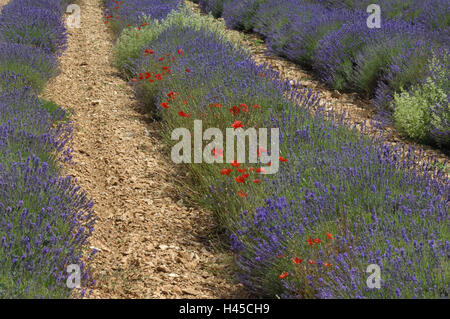 Campo di lavanda, battete i semi di papavero, fiorisce, della Francia, in Provenza Sault, Foto Stock