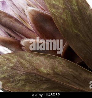 Fiori secchi, close-up, cardo, flower, blossom, secco e arido, decorazione, dettaglio, impianti, struttura Foto Stock