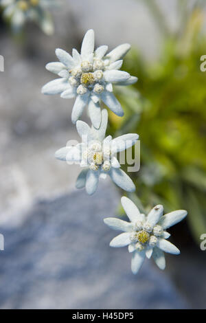 Edelweiss, Leontopodium, fioriture, vicino, Foto Stock