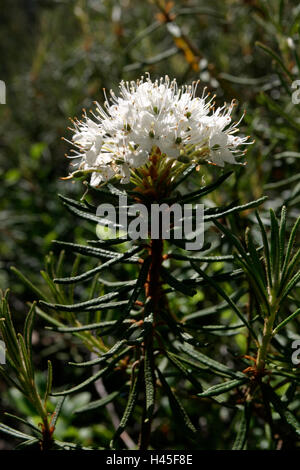 Il Labrador marsh tè, Rhododendron tomentosum, Finlandia Foto Stock