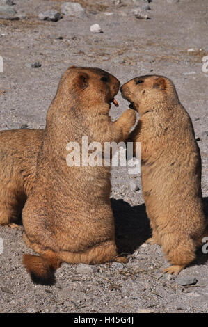 Leh, Jammu e Kashmir, India - 1 Ottobre 2014 : sul modo di Leh un bambino affamato Himalayan marmotte chiedendo di MOM per un biscotto , Jammu e Kashmir in India. Foto Stock