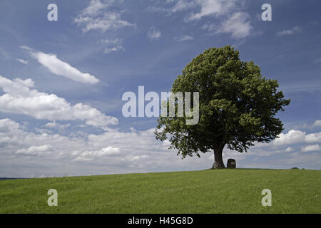 In Germania, in Baviera, mercato cameriere il villaggio di montagna di braccio, tiglio, albero, Algovia, Svevo, fogliame costruzione, verde cielo nuvoloso, blu cielo, prato, deserte, natura, individualmente, albero solitario, senza contrassegno, estate, Foto Stock