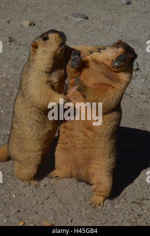 Leh, Jammu e Kashmir, India - 1 Ottobre 2014 : Ti sposerà me !!!!!! L'Himalayan marmotte a lato strada sul modo di Leh, Jammu e Kashmir. India. Foto Stock