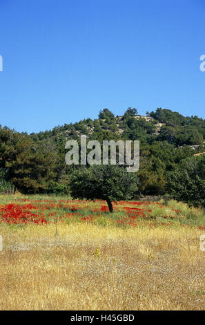 La Grecia, isola di Lesbo, Vatera, olivo clap semi di papavero, campo boscosa, hill, Estate, vacanza natura, panorami, piante mediterranee, cielo blu, senza nuvole, deserte, solitudine, soleggiato, esterno, Foto Stock