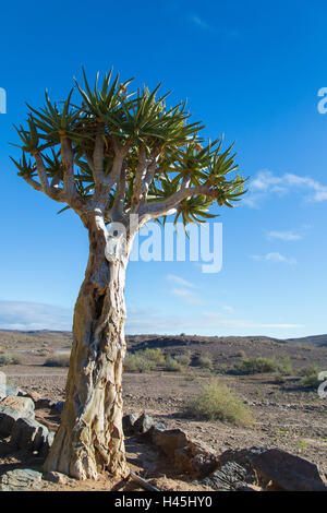 Faretra tree (Aloe dichotoma) impostato in un arido paesaggio contro un cielo blu Foto Stock