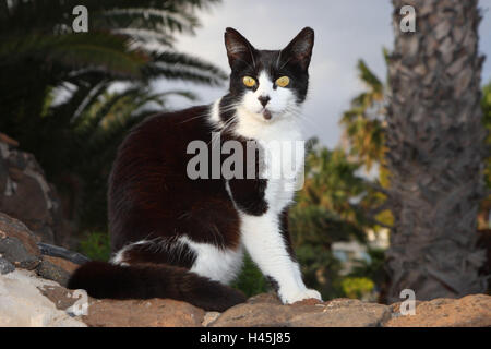 Gatto di casa, fuori, Foto Stock