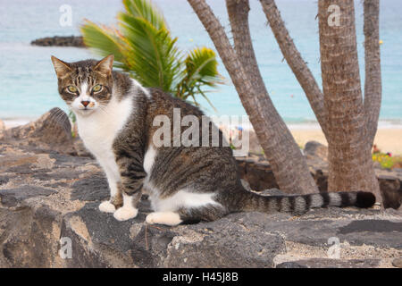 Gatto di casa, fuori, Foto Stock