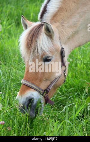 Norvegese cavallo, pascolo, Foto Stock