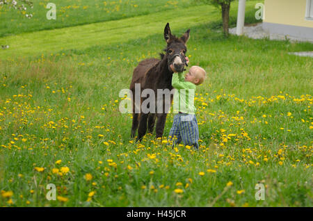 Bambino con asino asino domestico, Equus asinus asinus, bimbo, agriturismo, vista frontale, passeggiate, guardando la telecamera, Foto Stock