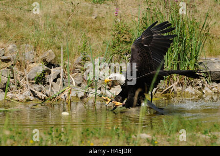 Testa bianca lago di aquile, Haliaeetus leucocephalus, lago, vista laterale, volare, la messa a fuoco in primo piano, Foto Stock