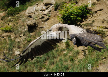 Oca avvoltoi, Gyps fulvus, vista laterale, volare, la messa a fuoco in primo piano, Foto Stock