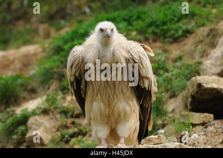 Oca avvoltoi, Gyps fulvus, rocce, con testa, sedersi, vista la fotocamera, la messa a fuoco in primo piano, Foto Stock