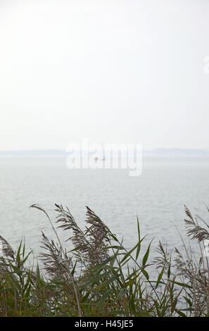 Gelting, Mar Baltico, shore, reed, Foto Stock