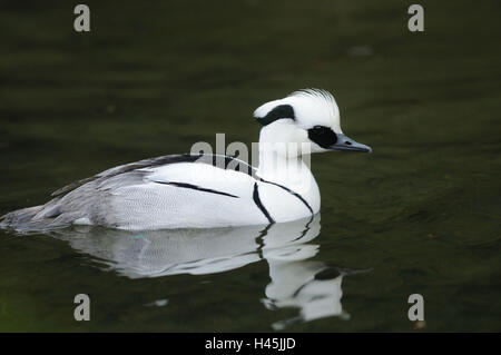 Zwergsäger, Mergellus albellus, acqua, nuoto, vista laterale, la messa a fuoco in primo piano, Foto Stock