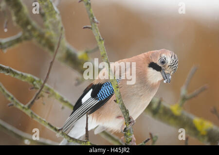 Eurasian jay Garrulus glandarius, ramo, vista laterale, seduti, guardando la telecamera, Foto Stock