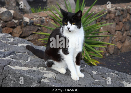 Gatto di casa, fuori, Foto Stock