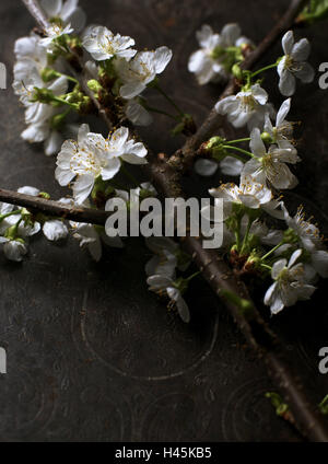 Fiore di Ciliegio ramo, Foto Stock