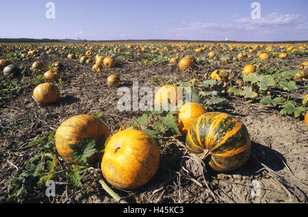 Campo, zucche, Austria, Europa, campo di coltivazione di zucca, campo di zucca, frutti, zucca, piante di zucca, bacche, zucca ordina, il raccolto, il settore dell'economia, l'agricoltura, l'autunno, Horizon, Foto Stock