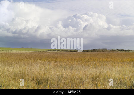 Germania, Bassa Sassonia, isola di Langeoog, reed, Phragmites australis, Foto Stock