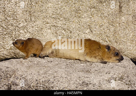 Klippschliefer, Procavia capensis, madre animale, giovane animale, Africa, rock, Schliefer, tetto, tetto clip, animale bambino, giovane, natura, animali, animale mondo, regno animale animali selvatici, di riposo e di sonno, attenzione, osservazione, battistrada, vista laterale, medium close-up, Foto Stock