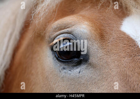 Cavallo Haflinger, occhio, close up, animale, pony, piccolo cavallo, cavallo di razza, mane, alunni, vista, momento, senso, vedere, horse's eye, ciglia, mammifero, Foto Stock