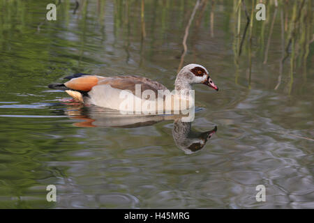 Oca del Nilo, Alopochen aegyptiacus, stagno, nuotare, animale selvatico, bird, Germania, oca, acqua, stagno, mirroring, superficie di acqua, tutto il corpo, metà d'oca, Foto Stock