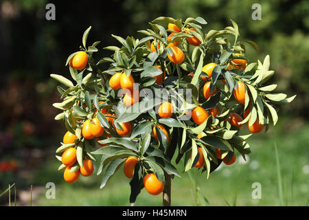 Kumquat, Fortunella margarita, frutti, kumquat, il segno del cancelletto impianto, albero, piccolo arbusto, poco elevato livello di ceppo, alto livello di ceppo, piante ornamentali, foglie, agrumi, solare-maturato, soleggiato, mature, Foto Stock