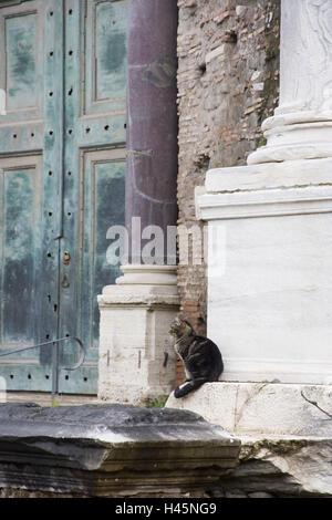 Forum Romanum, rovina, cat, Roma, Italia, Foto Stock