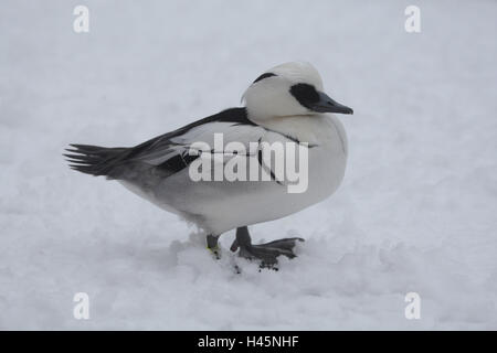 Zwergsäger, Mergellus albellus, inverno, neve Foto Stock